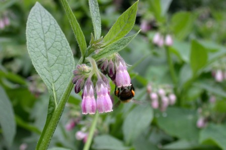 Russische smeerwortel Bokking 14 -  Comfrey - Sympathicum Uplandicum Russische smeerwortel Bokking 14 -  Comfrey - Sympathicum Uplandicum