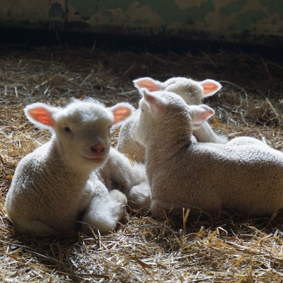 Schattige lammetjes.