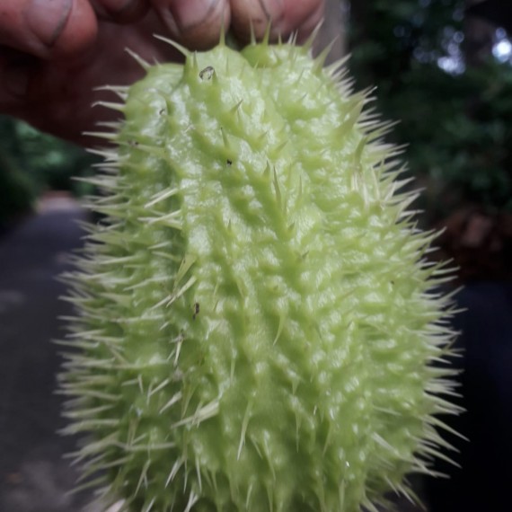 Chayote, grote gezonde opbrengst ! Chayote, grote gezonde opbrengst !
