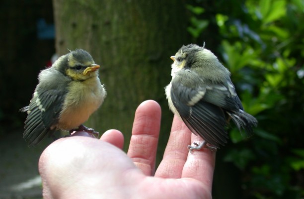 Eldorado voor Vogelaars