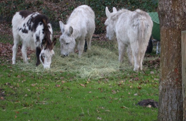 Ezels op Landgoed de Wildert