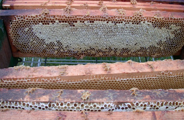 Honing van het landgoed.