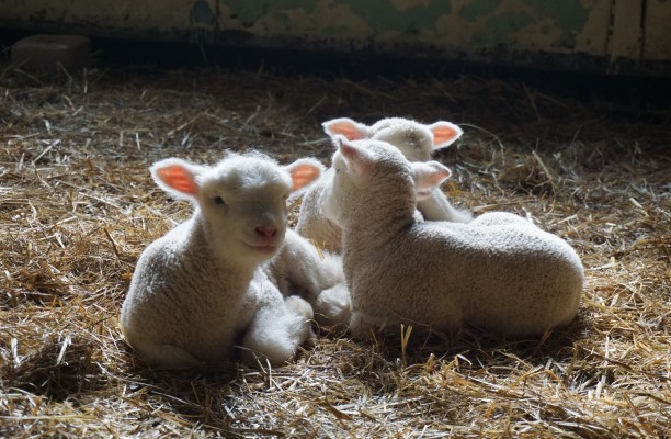 Beestjes op het landgoed