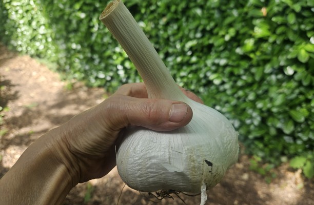 Olifanten knoflook