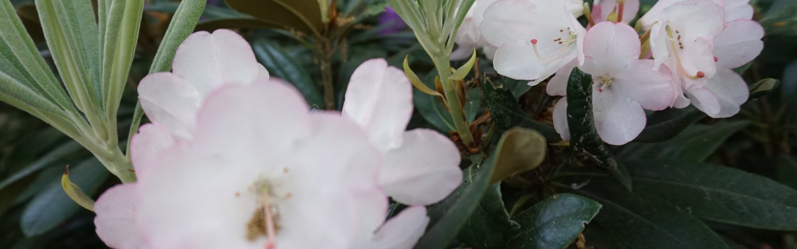 banner_subheader