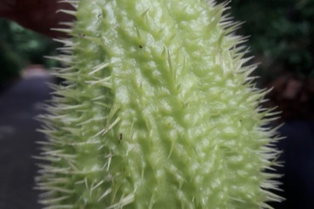 Nu reeds uitgelopen Chayote (Sechium edule) te koop