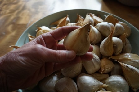 Olifanten Knoflook