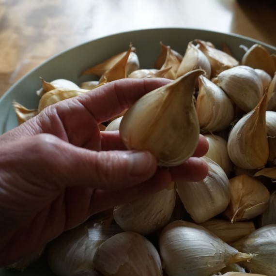 Olifanten Knoflook