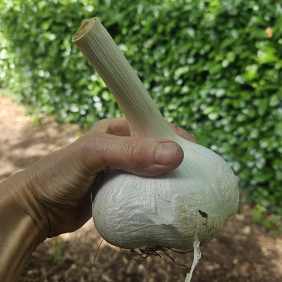 Olifanten Knoflook